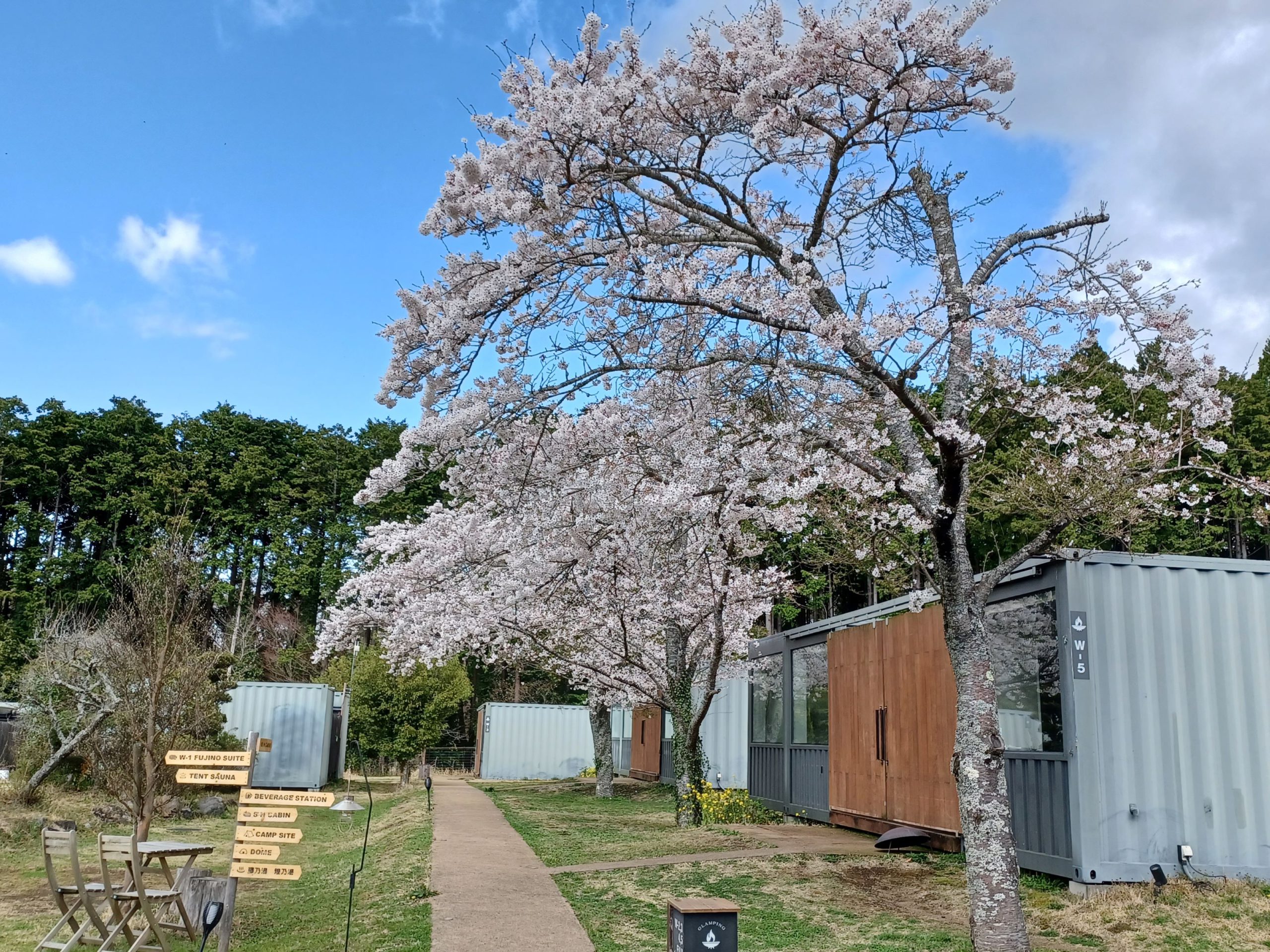 まもなく本格的な桜シーズン