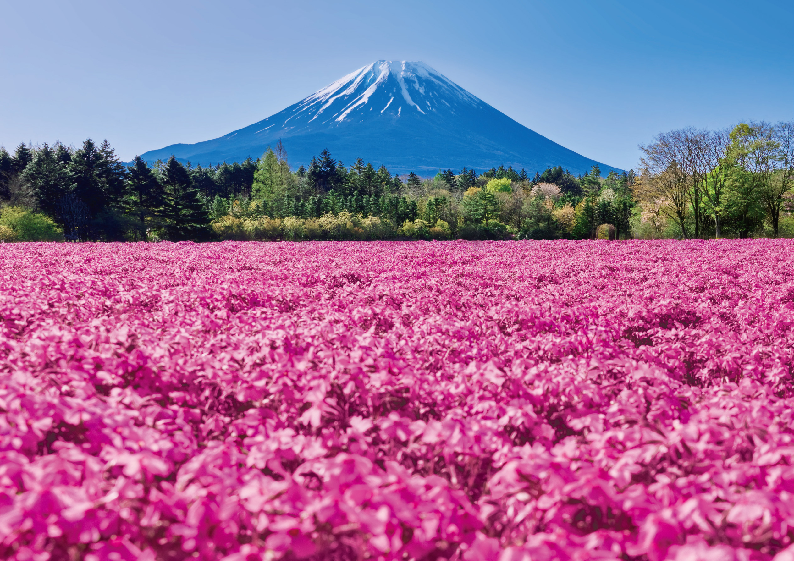 富士の麓で出会う春の絶景。周辺お花見スポット3選【2026年春】